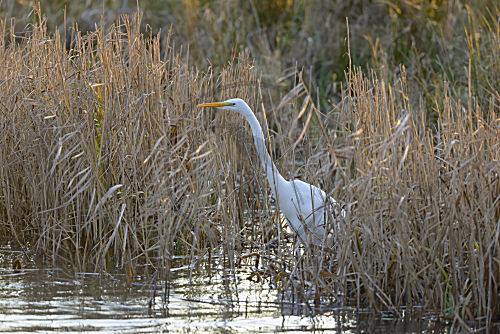 Silberreiher