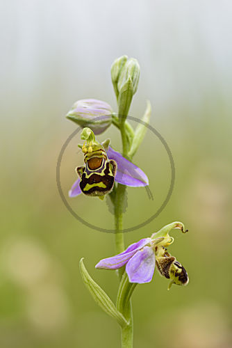 Bienen Ragwurz