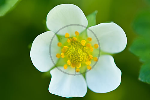 Erdbeer Blüte