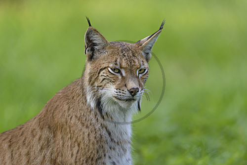 Eurasischer Luchs