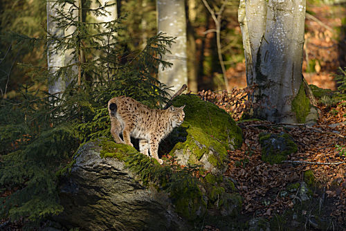 Eurasischer Luchs