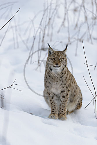 Eurasischer Luchs