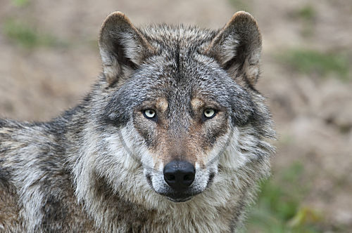 Europäischer Wolf