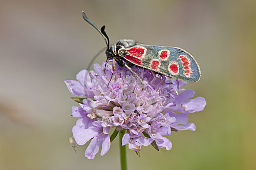 Esparsetten Widderchen