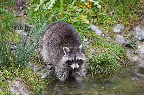 Waschbär