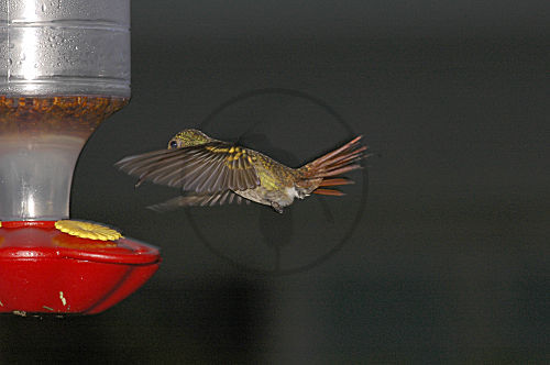 Braunschwanzamazilie an Feeder