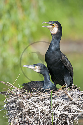 Kormoran