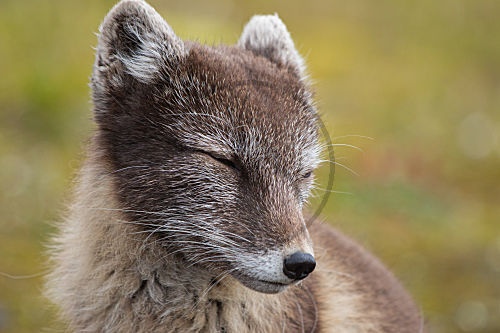 Polarfuchs im Sommerkleid auf Spitzbergen, Norwegen