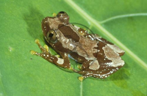 Afrikanischer Laubfrosch