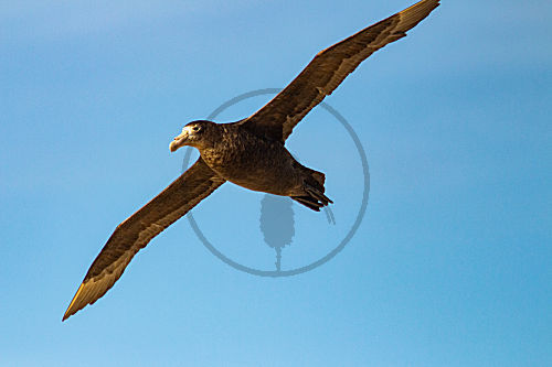 Riesensturmvogel im Flug
