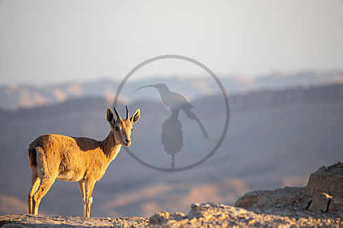 Nubischer Steinbock in der Negevwüste, Israel