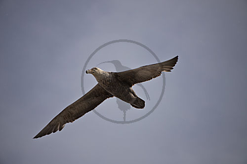 Riesensturmvogel im Flug