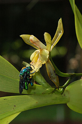 Prachtbiene im Anflug an Orchideenblüte