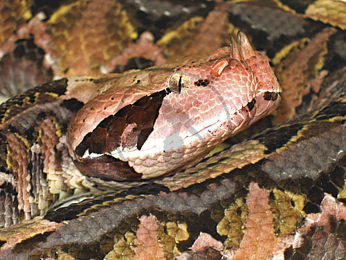 Westliche Gabunviper