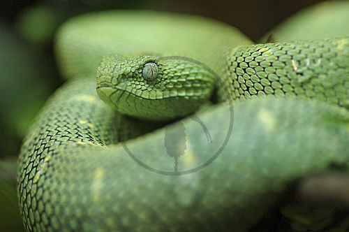 Grüne Buschviper