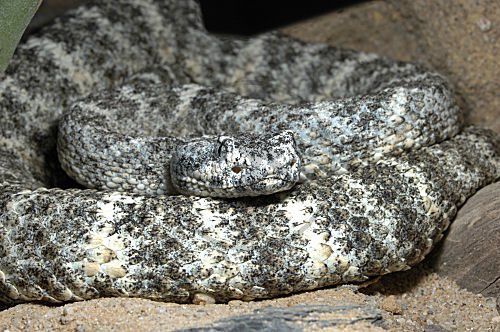 Gefleckte Klapperschlange