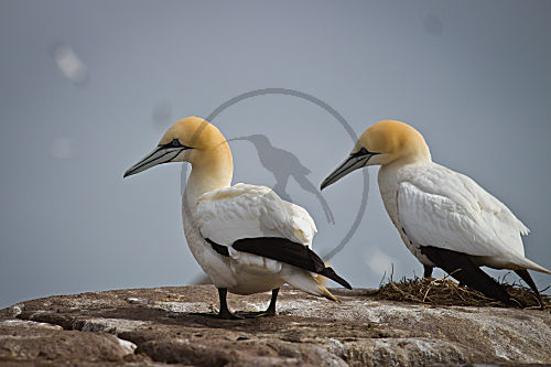 Basstölpel in der Nordsee