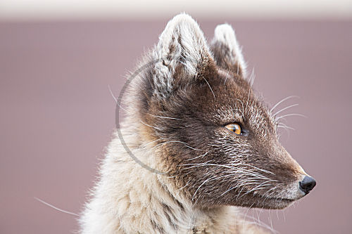 Nahaufnahme eines Polarfuchs auf Spitzbergen