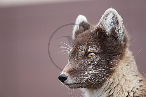 Nahaufnahme eines Polarfuchs auf Spitzbergen