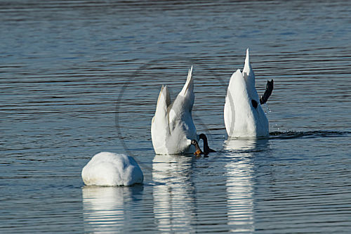 Höckerschwan