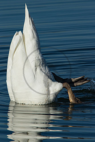 Höckerschwan
