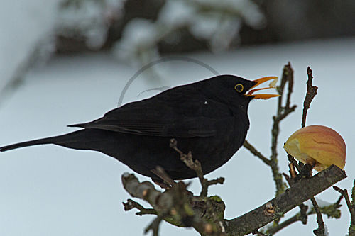 Amsel
