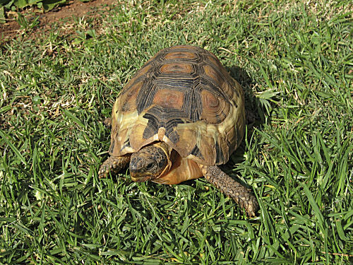 Schnabelbrust-Schildkröte