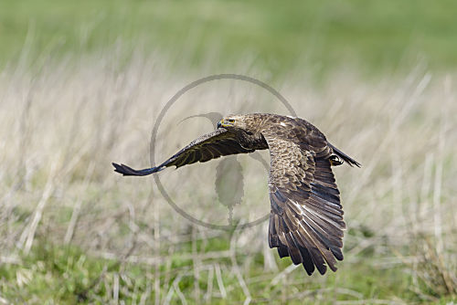 Schreiadler