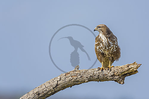 Mäusebussard
