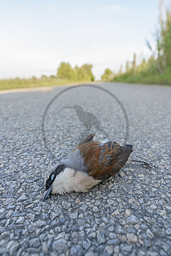 Neuntöter Männchen