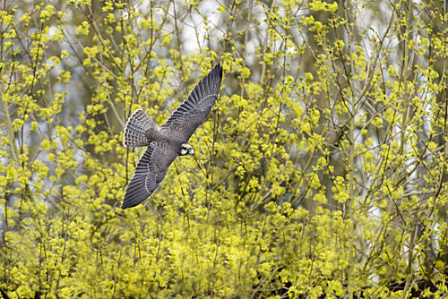 Lannerfalke im Flug