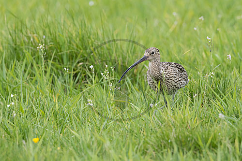 Grosser Brachvogel