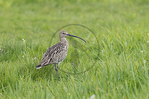 Grosser Brachvogel