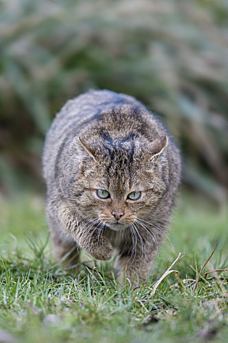Europäische Wildkatze