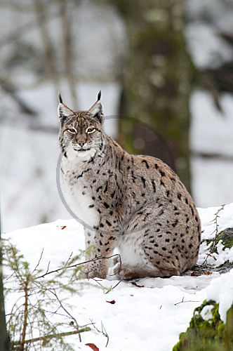 Eurasischer Luchs