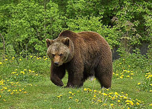 Braunbär