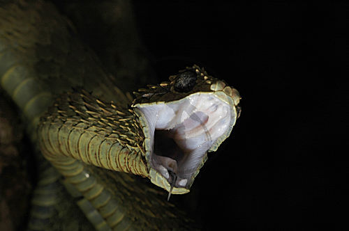 Rauschuppige Buschviper