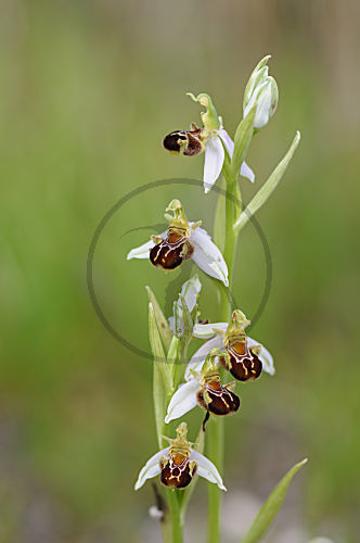 Bienen Ragwurz