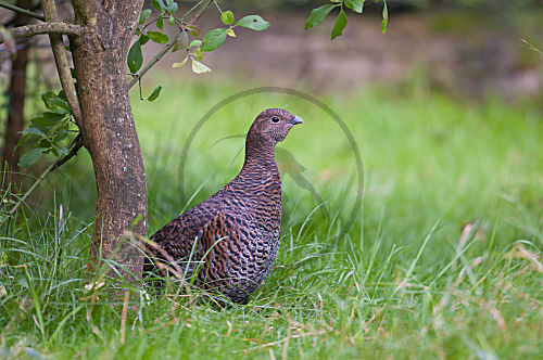 Haselhuhn