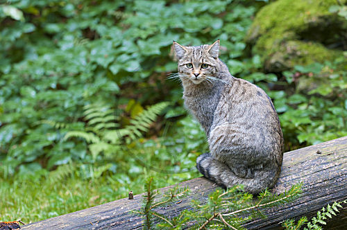 Europäische Wildkatze