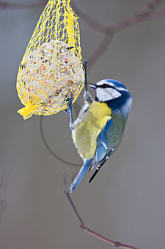 Blaumeise