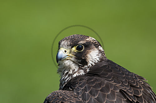 Wanderfalke