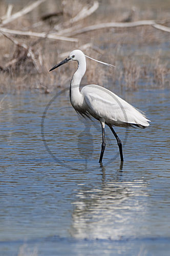 Seidenreiher