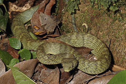 Gewöhnliche Buschviper