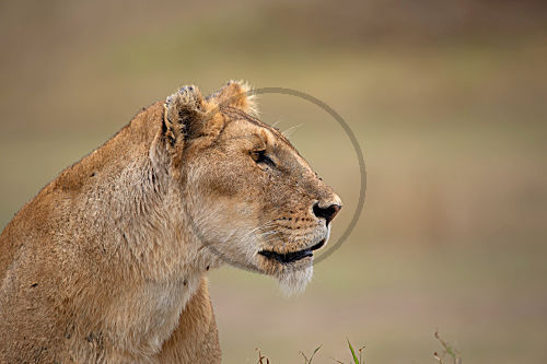 Löwin Portrait
