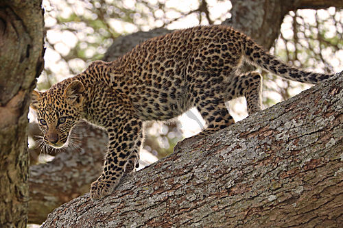 Leopard Junges