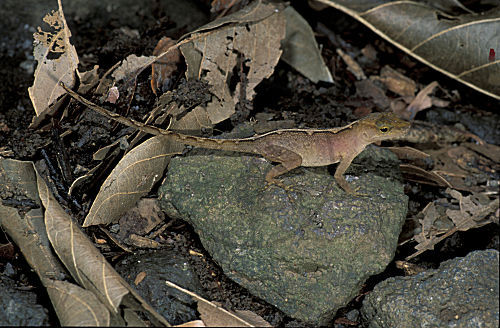 Anolis