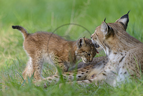 Eurasischer Luchs
