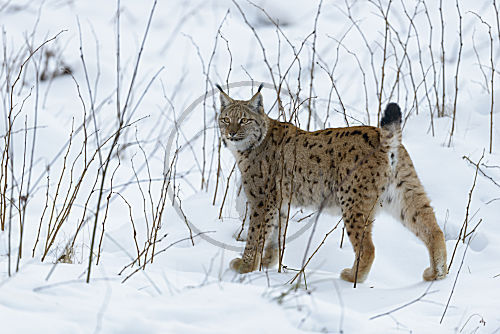 Eurasischer Luchs