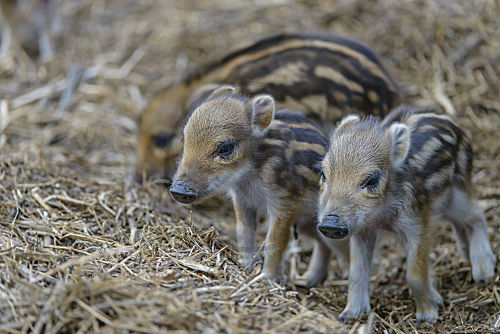 Wildschwein,